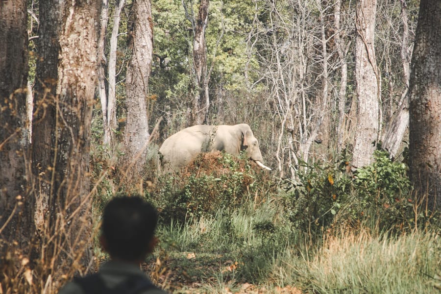 Elephant in the wild in Nepal