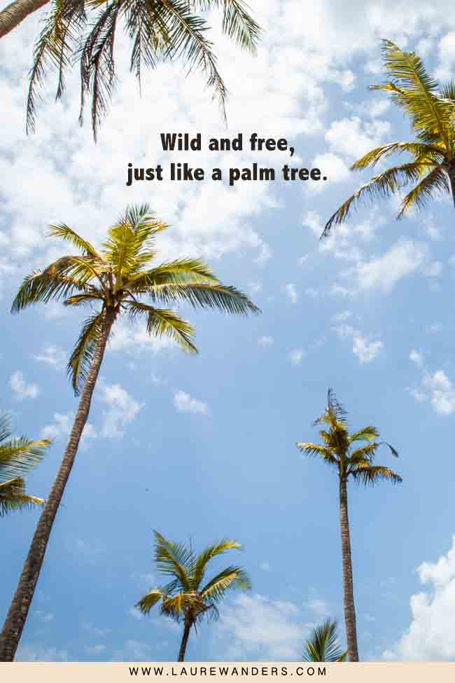 Quotes about palm trees