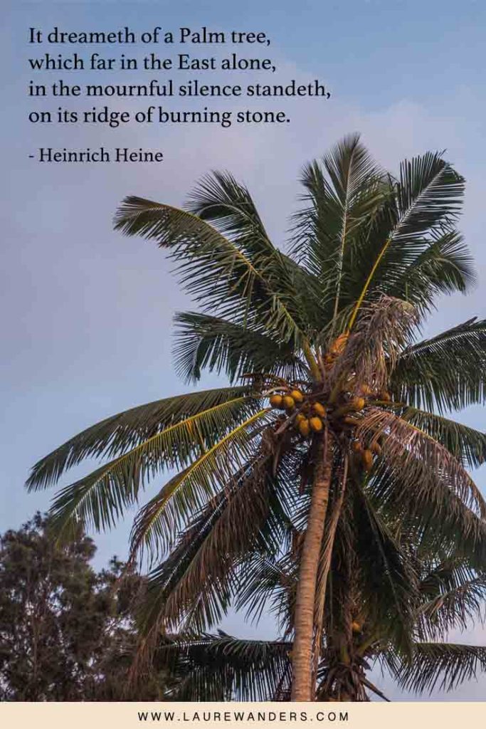 Palm and coconut tree quotes