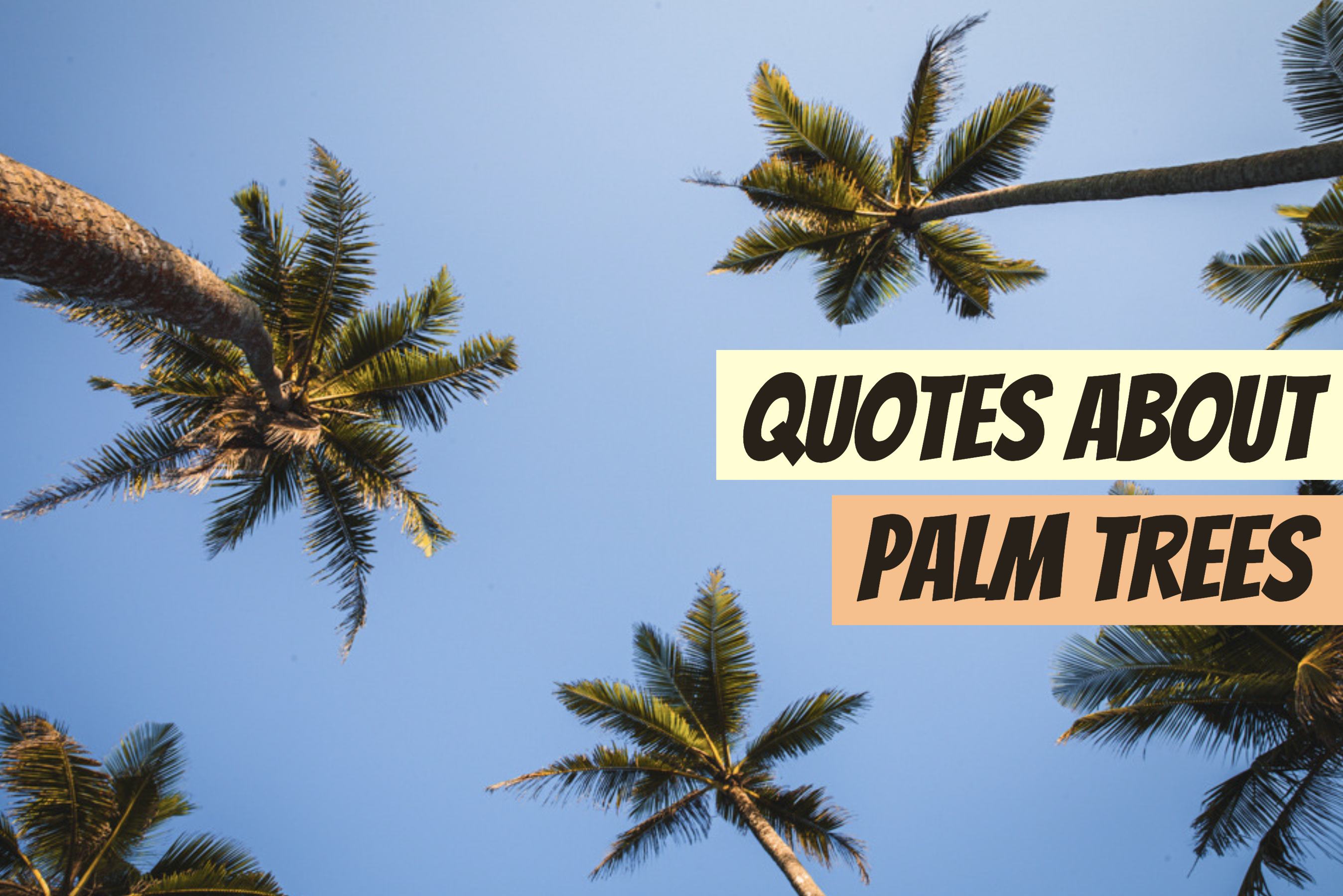63 Quotes About Palm Trees for Your Instagram Captions - Laure Wanders