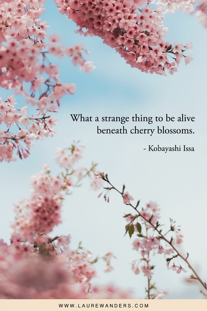 72 Cherry Blossom Quotes and Captions Laure Wanders